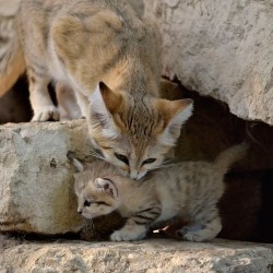 nerdgasming:  inatimeoffacts:  traumatrae:   A rare baby Sand Cat was born to Israel’s Safari Zoo recently. Once a common cat in the dunes of Israel, the cat has become  basically extinct in the region. The newborn has given hope to  conversationalists