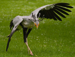 serpent-charmer:  zzazu:  fat-birds:  damnshire:  Aint never seen a damn secretary bird neva.   Seriously can’t get over these birds.  Can I just quit my life and be reincarnated as one of these beauties?  What a beautiful creature. *_* 