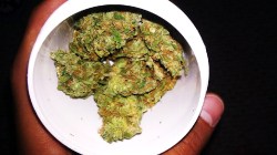 nickefresh:  Some more weed.. 