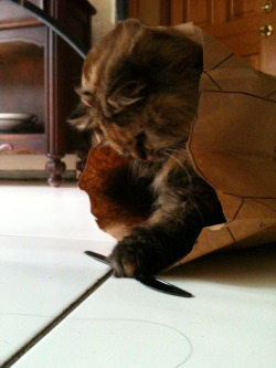 demon-of-the-fall:  One thing I’ve learned about my cat is that if there is a paper bag laying around my house, regardless of size, she will find her way into it. 
