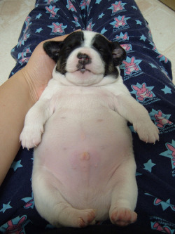 @AdorableBipolar Mira al gordisimo este fat-animals:  A puppy that is fat. 