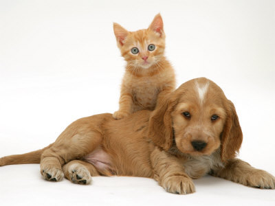 Kittens and puppies