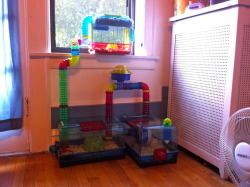 Variation #6 Of Harvey&rsquo;s Habitat. Our Newest Additions Nerf &amp; Little.