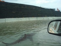 webabuser:  travisarkaik:  After Hurricane Irene hit Puerto Rico, the streets were so flooded that a shark managed to be swimming around.  NO 