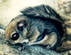  The Japanese dwarf flying squirrel (Pteromys momonga; Japanese: ニホンモモンガ; Hepburn: Nihon momonga) is a type of flying squirrel. Its body is 14–20cm long and the tail length is 10–14cm. It weighs 150–220g. It is much smaller than the