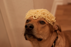 supg4by:  moneys3xual:  blue-without-you:  ilovvehim:  WHY ARE THERE NOODLES ON HIS HEAD LOL WUT  because yo fucking lo  IM LAUHGING SO HARD  no time to explain just put the noodles on your head  