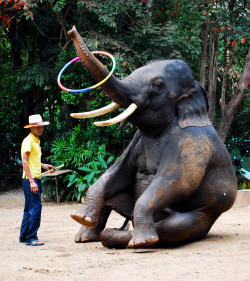 explore-the-earth:  Mae Taeng Elephant Park, Thailand 