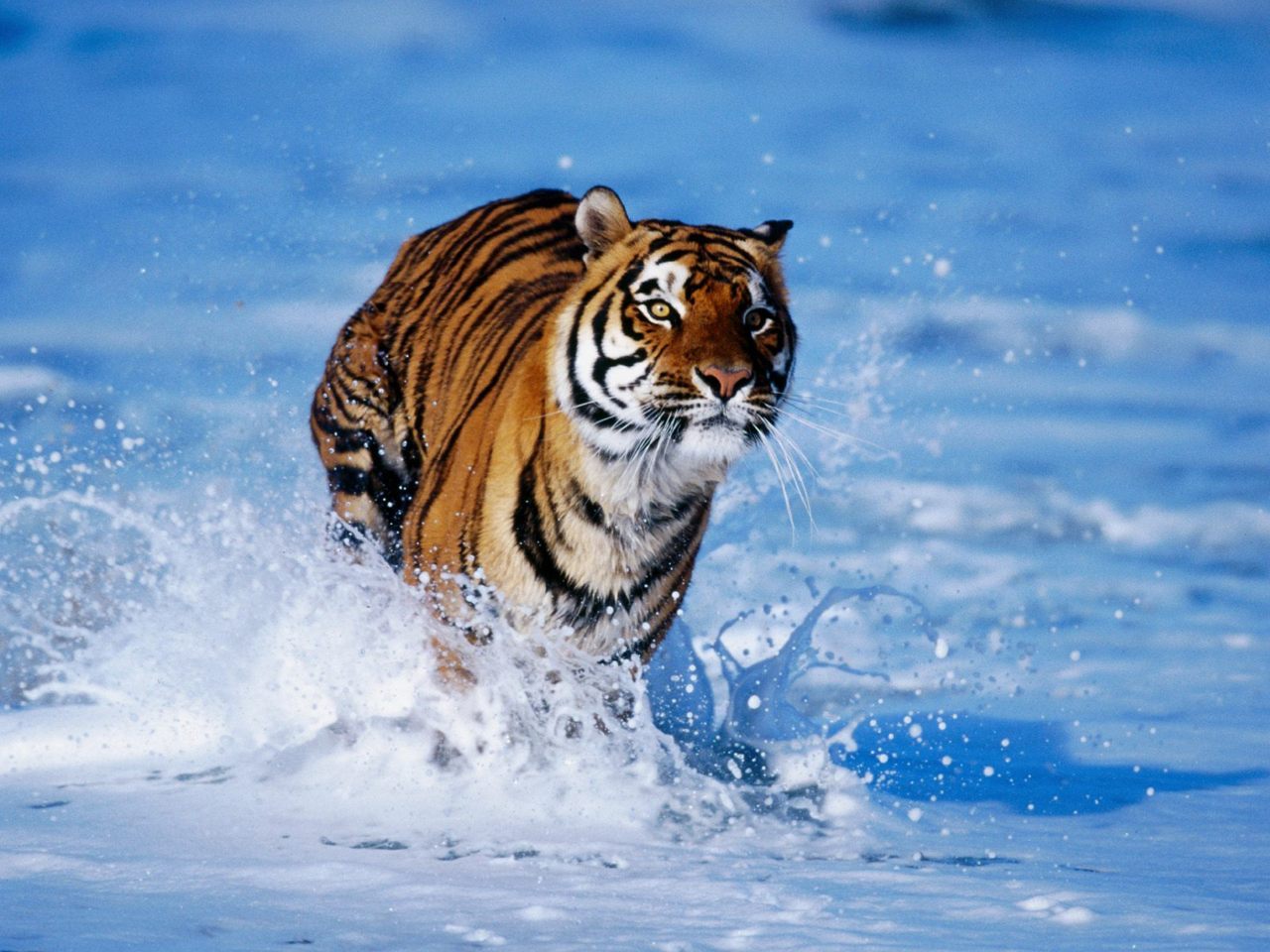 Cool 3d desktop wallpaper tiger