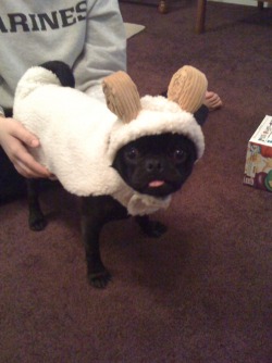 fyeahwrinklydogs:  catbountry:  cutepugpics:  Wait, is that a… Ram Pug?   Baaa.  Pugs in costumes! My one true weakness.  I don&rsquo;t get it&hellip; but I&rsquo;m okay with it.