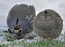 rabbithugs:  fat-birds:  Quail Couple by LAP75 on Flickr.  anyway ok I’m super self-conscious now so im reblog fat birds 