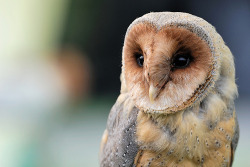 thehermione:  Oh, how I love owls. Once I took a test saying my patronus is an owl. 