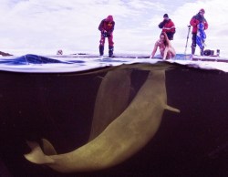 Scientist takes off clothes to go swimming with belugas. In the wild they will not interact with people wearing clothes.