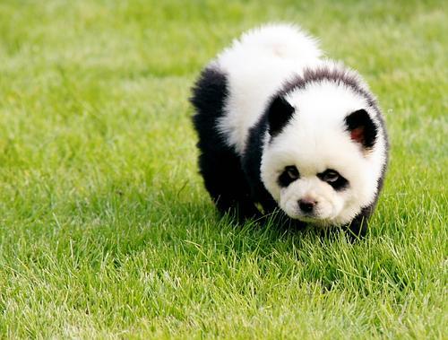 panda chow chow Tumblr