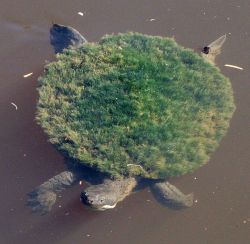 rhamphotheca:  denotational:  Mary River Turtle (Elusor macrurus) - Endangered, found occurs in SE Queensland, Australia (photo: Manda @ I Love A Sunburnt Country)  Some more information (and images of punk algae haircuts) can be found here.