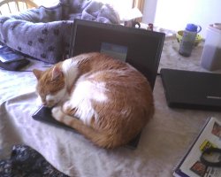 getoutoftherecat:  get off of there cat. i know that you like to sleep in warm places but that is why i fitted your bed with a heating pad. why in the world do you prefer sleeping on the computer? there is not way that is more comfortable. 