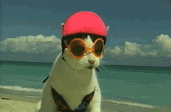 funny-pictures-uk:  You will never be as cool as this cat. You know it. He knows it. 