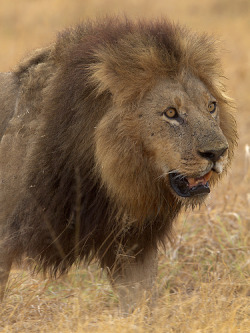 llbwwb:  King of Beasts,Magnificient Male #1 (by Wild Dogger)