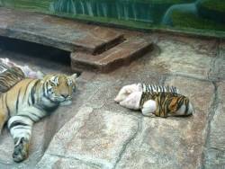 immafuckinunicorn:  In a zoo in California, a mother tiger gave birth to a rare set oftriplet tiger cubs. Unfortunately, due to complications in thepregnancy, the cubs were born prematurely and due to their tiny size,they died shortly after birth.The