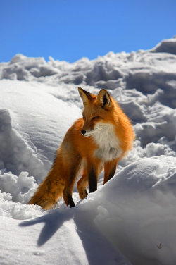 llbwwb:  Red Fox,on white Snow  (via Smashing Picture)