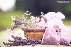 sav3mys0ul:  Lavender Harvest - Day 235/365 (by Rosanna Bell)  I can almost smell it..