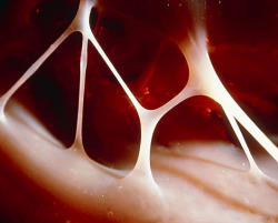  Heart strings (tendons) inside the human heart. (source) 