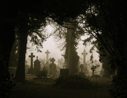 zombiebrainfortea:  *Foggy Graves Through Trees*  Silent Hill 2 anyone? 