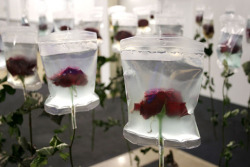  The stalks of these flowers are already dried up, but their blossoms are preserved and kept fresh by the medical infusion bags. The life-span of every living creature is limited. The infusion bags stand for the progress in medicine and the prolongation