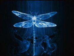 sav3mys0ul:   Dragonfly in a Wind Tunnel Photograph by Paul Chesley, National Geographic The image of a dragonfly in a wind tunnel shows the pattern of air passing over the insect. 