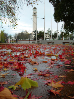 thamaraconache:   Universidad de Concepción. - Chile   Vamos a pisar hojas juntos? :c  mi hermosa universidá