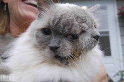 g4b0spawn:  life:  The world’s longest surviving so called “janus” feline at 12 years, the cat, named Frank and Louie, has two mouths, two noses and three eyes. Frank and Louie have one brain, so the faces react in unison. (Janus was the two-faced
