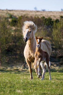 ohaneth:  Foal and his mother by Eythor on Flickr. 