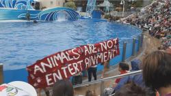 pantheris: dora-wont-explore:  frozen-void:  linddzz:  only-1-a:  twowandsandadrink:  astral-nexus:  vegan-xicano:  prettynymph:  Sea world should be wiped the fuck out  Seaworld, zoos, circuses  Always reblog, spread the message.  no no zoos zoos do