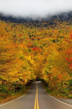 bluepueblo:  Autumn Tree Tunnel. Smuggler’s Notch State Park, Vermont photo via kaitlyn 