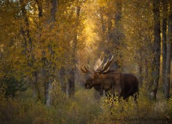 magicalnaturetour:  Moose in Sunlight by John Olsen :) 
