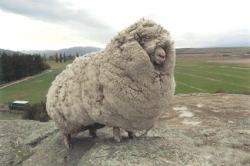  An escaped sheep was found with 60 pounds of wool. Shrek the sheep ran away and hid in a cave in New Zealand for 6 years. When Shrek was finally found in 2004, the sheep had gone unsheared for so long that it had accumulated 60 pounds of wool on its