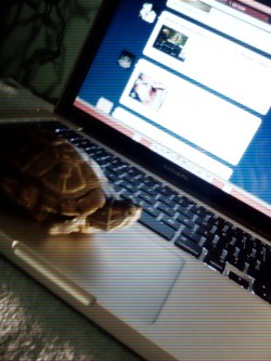 My turtle. I call it Squirtle &gt;:)