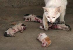 the-dual-trio:  let-fireandwater-collide:  thequadrupletsisters:  multiverse-roleplayer:  negakuura:  desperation-kills:  sweetpaintings:  The mother cat kept licking the kittens, hoping it would revive them. According to the family that adopted the stray