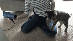 thefrogman:  Cat versus hair dryer.  [video] [moar Frogman GIFs] 