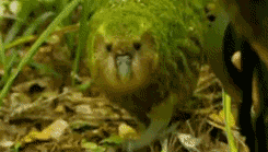 weeaboo-chan:  lawlspy:  the-absolute-funniest-posts:  If a rare endangered parrot wants to hump your head, I’m pretty sure you have to let it.  [video/blahblahblasphemy] [moar Frogman GIFs]  From thefrogman, follow thefrogman for more posts like