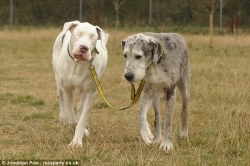 ladypandacat:  vivalavibs:  This is a blind Great Dane named Lily who is currently looking for a new home. You’ll need to make space for her huge guide dog as well. Oh. My. Gosh.  That is so beautiful. 