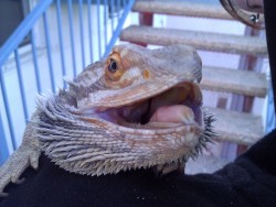 sec0ndhandch0ke:  aleister hamming it up for the camera  i miss this little guy more than words can describe. &lt;3 