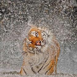 thebigcatblog:  A Corbett’s tiger, or Indochinese tiger. dries off after diving into  the water at Khao Kheow Open Zoo in Chonburi, Thailand. Only 200  Corbett’s tiger’s are thought to exist in the wild. They are found in  Cambodia, Laos, Burma,