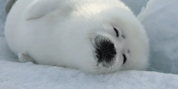 nerdgasmz:  callmesphinx:  toolshipping:  skdnjfhjkdsnfkKSNJKFNDEGJKNE SEALLLLLL BBY COME 2 ME  I WANT TO HOLD IT  THE BABY HARP SEAL AKA THE LIVING MARSHMALLOW ONE OF MY FAVORITE ANIMALS EVER BECAUSE OF ITS CUTENESS 