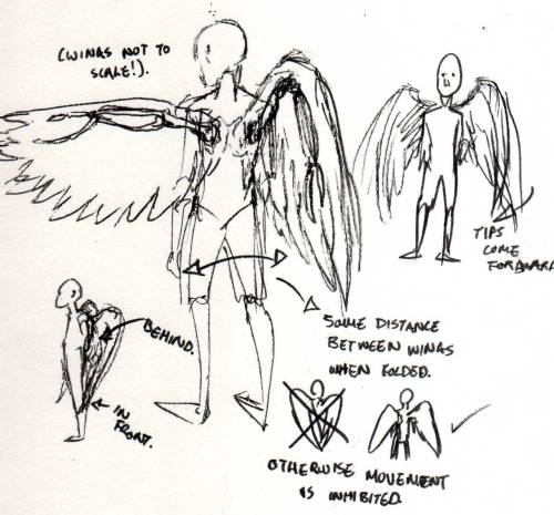 Human Wings Anatomy
