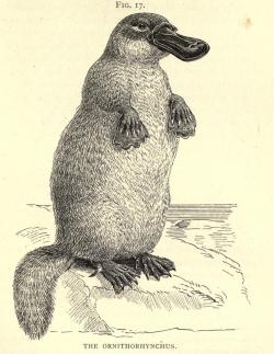 biomedicalephemera:  The Ornithorhynchus This illustration makes me feel like I could train a platypus to beg for treats…they’d probably stab me with their venomous leg-spikes. Well, the males, at least.  Types of Animal Life. St. George Mivart,
