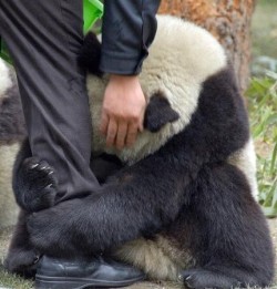 wowfunniestposts:  A scared panda clings to a police officer’s leg after an earthquake hits China.  A scared panda clings to a police officer’s leg A scared panda A SCARED PANDA