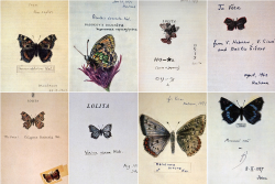 printed-ink:Nabokov’s Drawings:  “The drawings of  butterflies done by Vladimir Nabokov were intended    for “family use.” He made  these on title pages of various editions of    his works as a gift to his wife and  son and sometimes to other