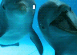     Dolphins see themselves in a mirror  everyone should stop and reblog dolphins in a mirror  Dolphin: NO WONDER THE ICE CAPS ARE MELTING. IM FUCKIN HOT.  sassy dolphins.  LOL!! animals and mirrors&hellip;endless fun