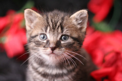 fluffy-kittens: Little Rose Cavalier by hoschie