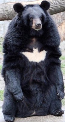 tricksterkind:  can we just take a moment to appreciate that there is a bear with the Batman symbol in this world 